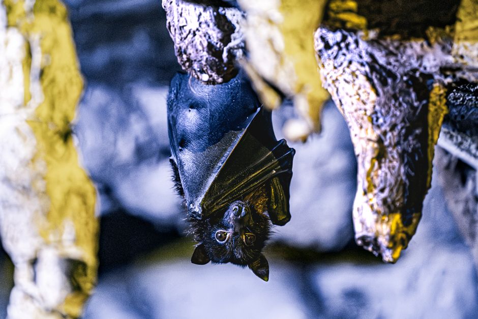 Detailed view of a bat in its natural habitat, hanging upside down inside a cave.